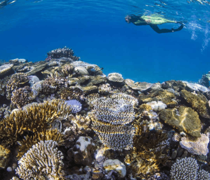 snorkeler swimming over coral reef in fiji