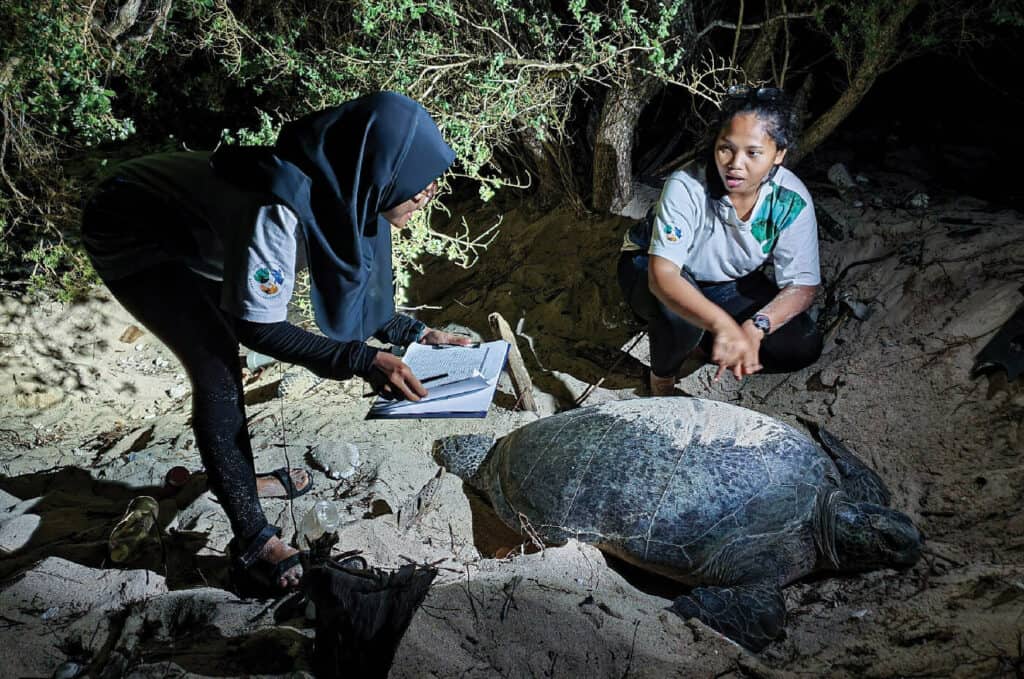 Global Conservation Efforts Lift Green Turtle From Endangered Status Global Conservation Efforts Lift Green Turtle From Endangered Status