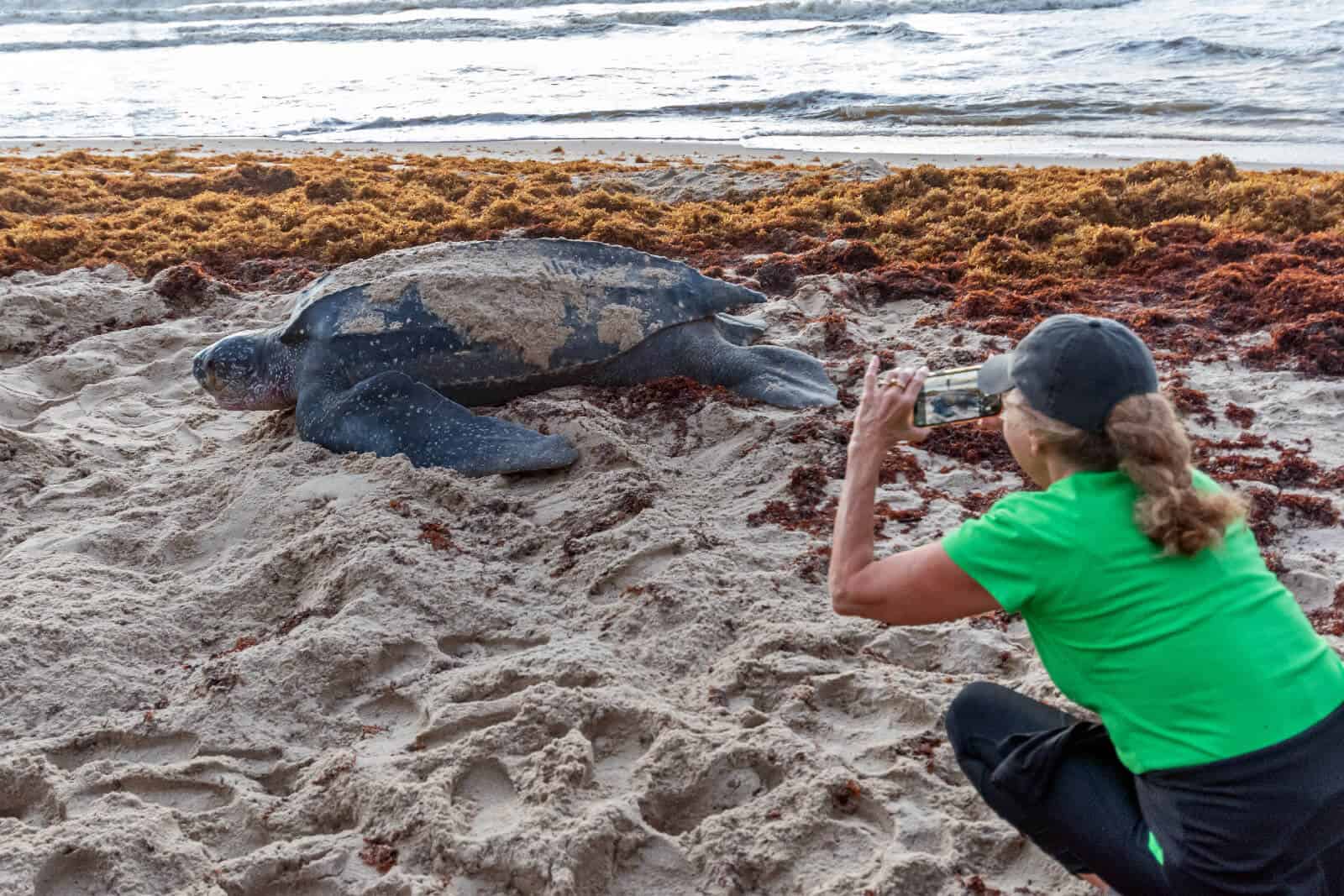 eco-tourism for turtle viewing Turtle Island