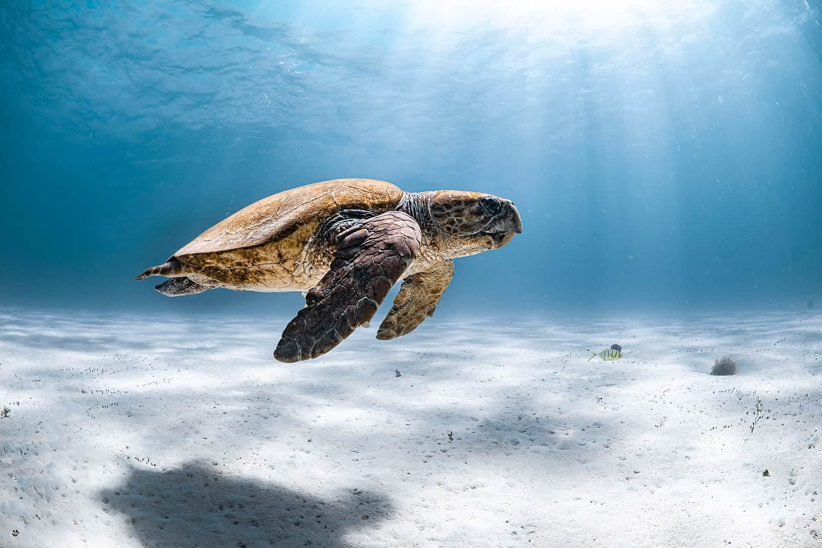 loggerhead turtle