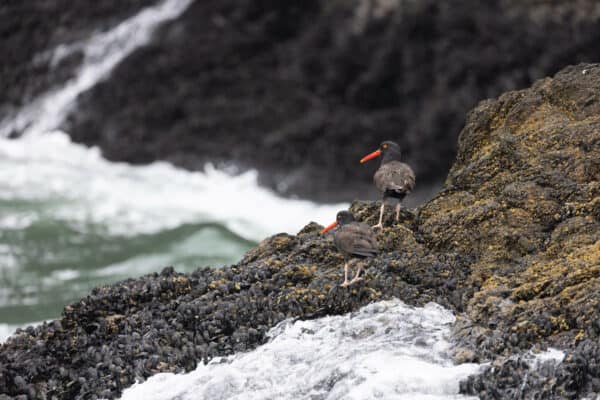 black oystercatchers