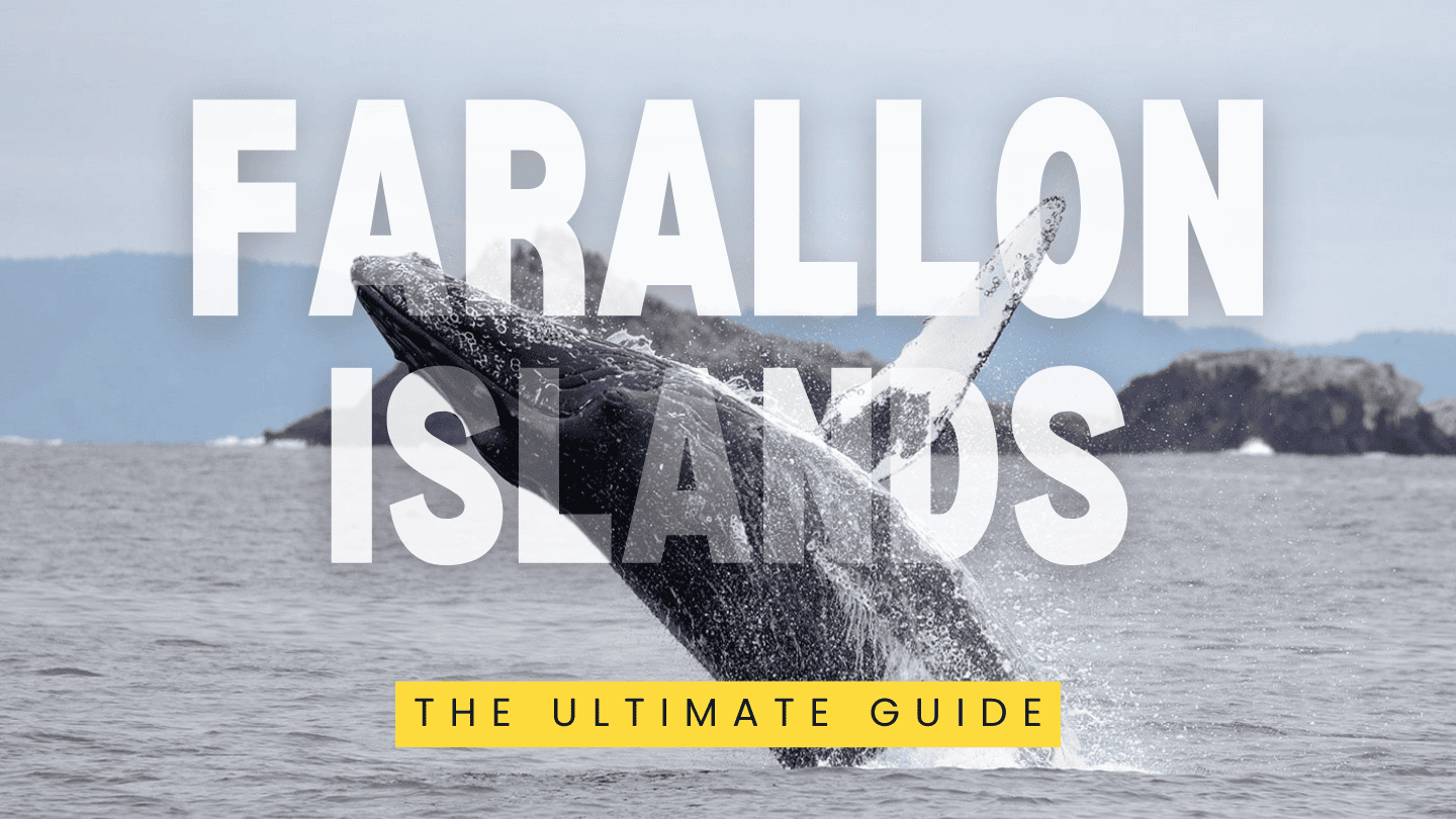 Farallon Islands guide