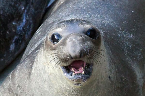 Elephant seal