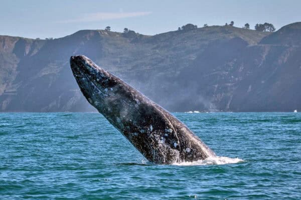 gray whale near Half Moon Bay