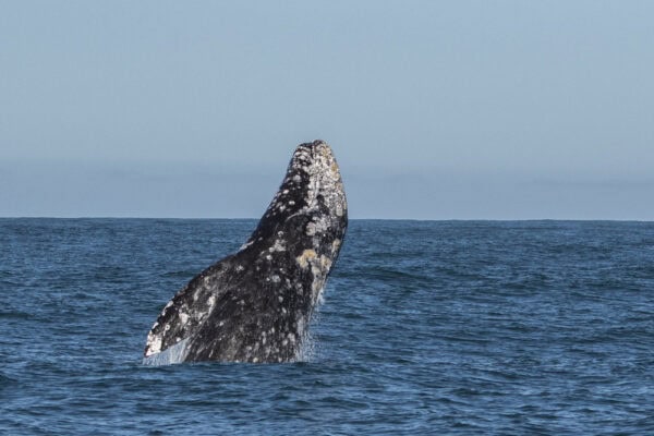 gray whale spyhopping
