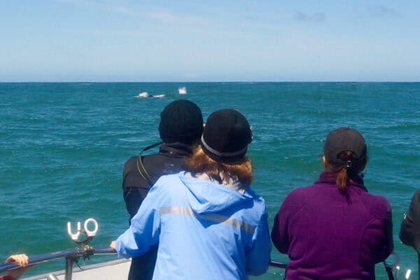 whale watching