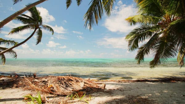 Palm trees and beach on Turneffe Atoll