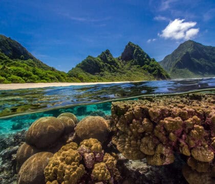 coral reef in American Samoa