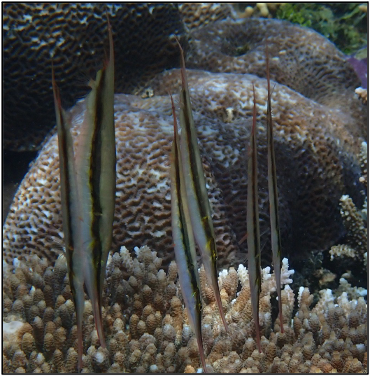shrimpfish in Raja Ampat