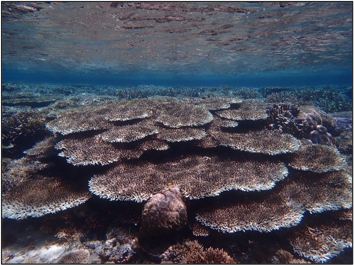 table corals in Raja Ampat