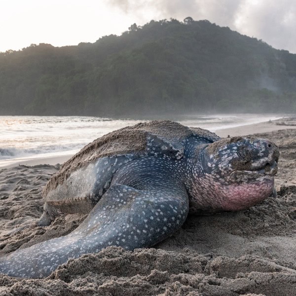 name-leatherback-10 name-leatherback-10
