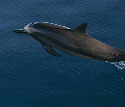 Spinner dolphin leaping out of water