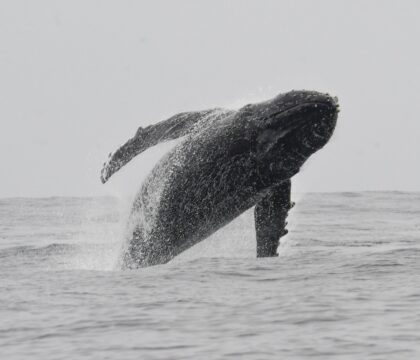 whale breaching in Farallons