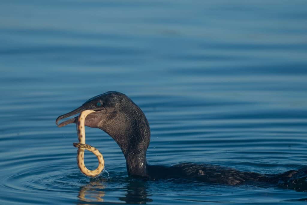 Iconic Animals Of The Gal pagos Islands Must See Wildlife