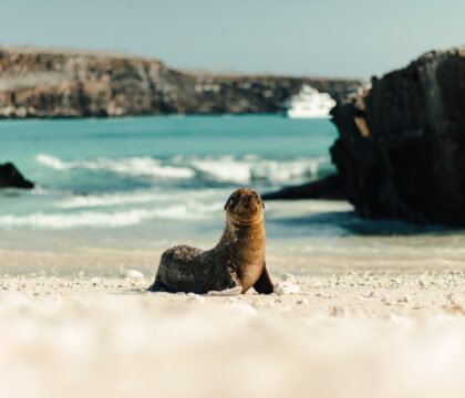 Sea lion resting on a sandy beach in the Galápagos Islands, with a rocky cliff rising in the background