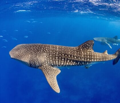 Two whale sharks swimming together in the waters near the Galápagos Islands, a rare sight typically seen on specialized scuba trips to Darwin and Wolf Islands.