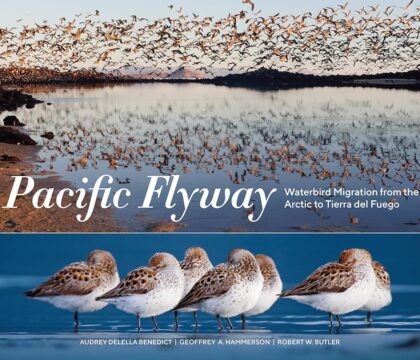 Collection of books on marine life, ocean photography, wildlife, and climate action, perfect for nature enthusiasts.