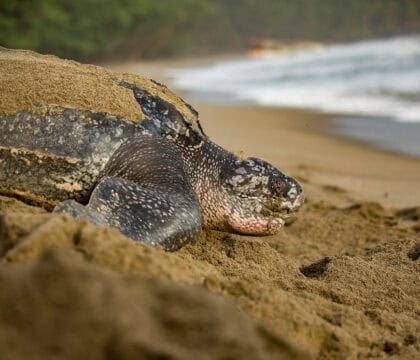leatherback sea turtle on beach