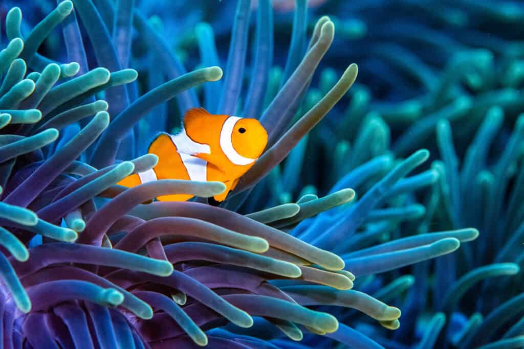 clownfish in anemone in Raja Ampat