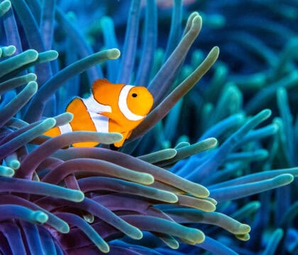 clownfish in anemone in Raja Ampat