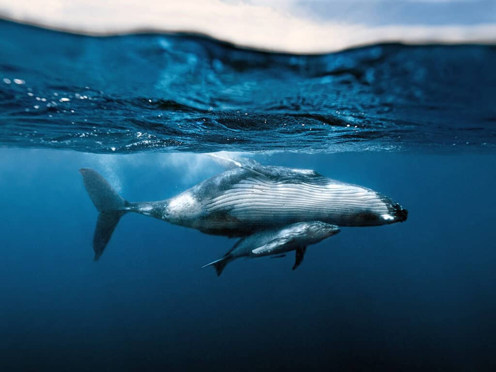 humpback whale cow and calf underwater