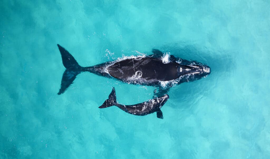aerial photo of southern right whale mother and calf