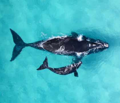 aerial photo of southern right whale mother and calf