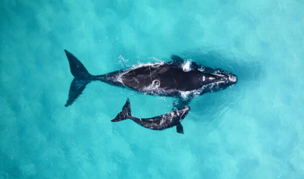 aerial photo of southern right whale mother and calf