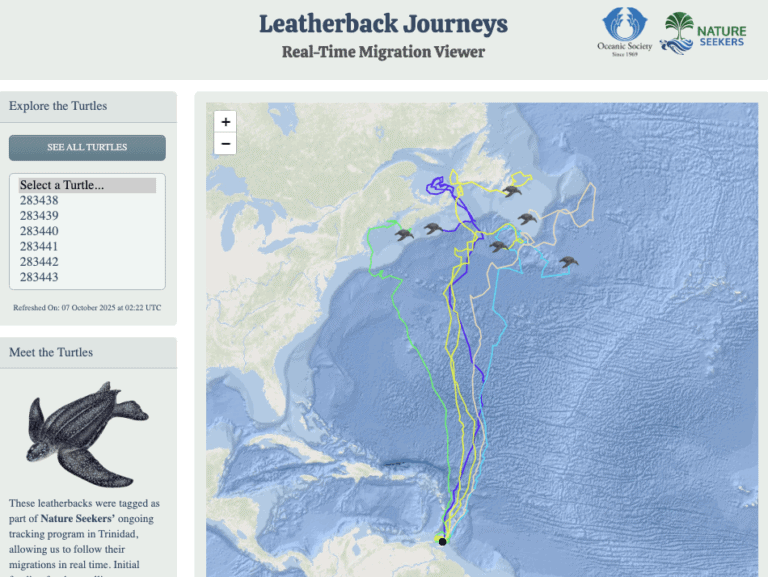 Adopt & Name a Tracked Leatherback Sea Turtle - Oceanic Society