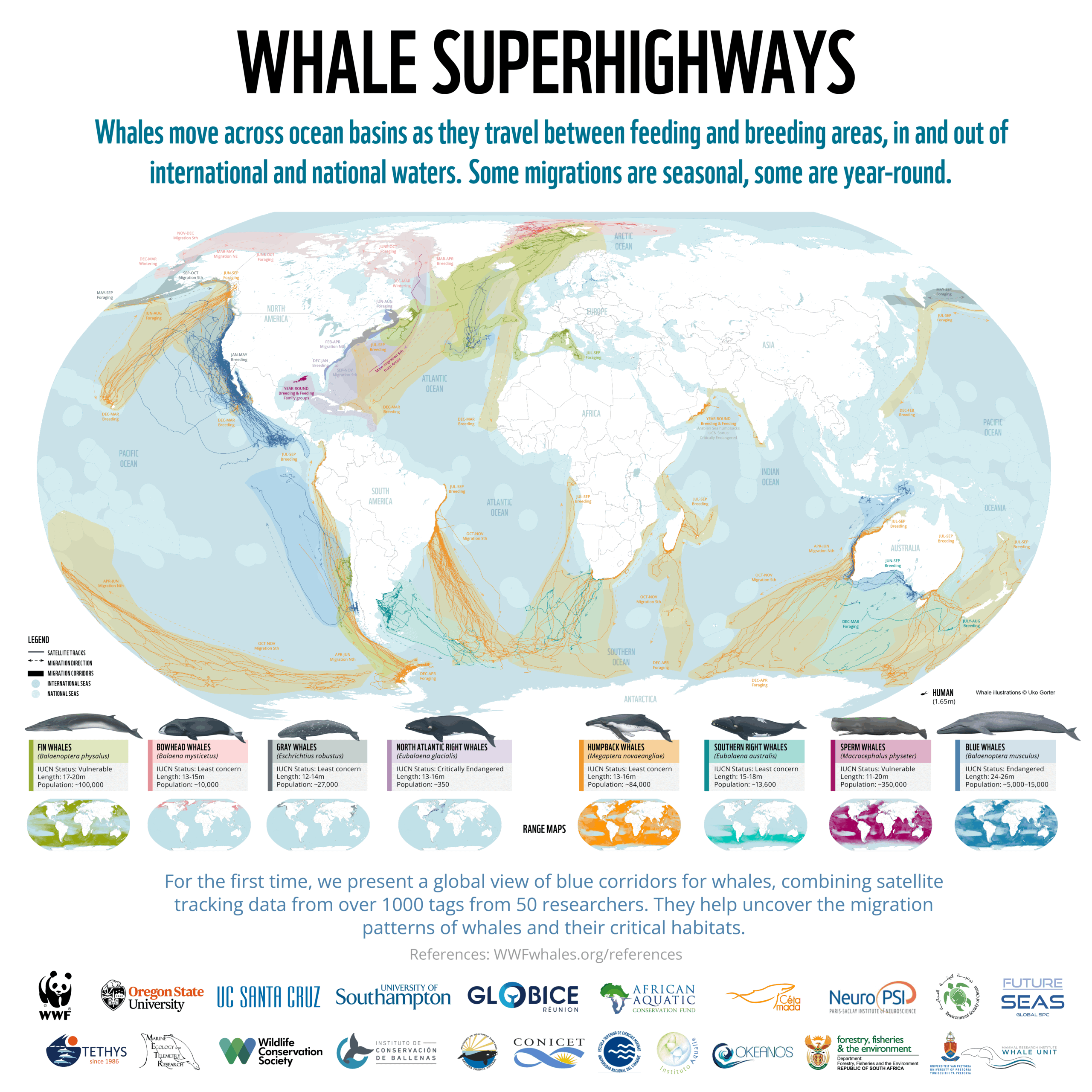 Infographic map illustrating global whale migration routes, known as “blue corridors,” showing how whales travel vast ocean distances between feeding and breeding grounds and highlighting key conservation areas that protect these migratory pathways.