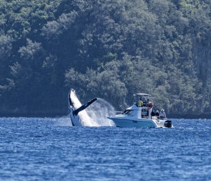 Humpback whale breaching just meters in front of a small boat in Tonga during an Oceanic Society expedition