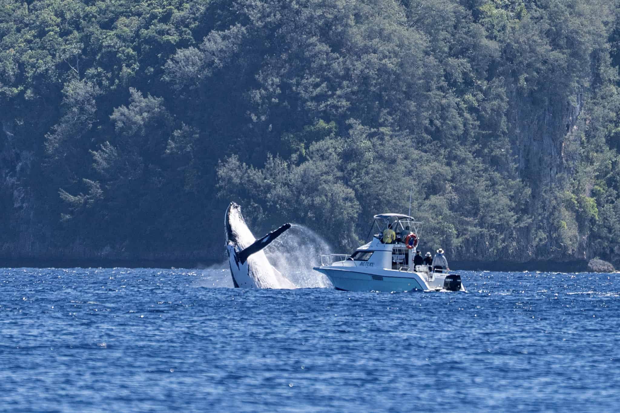 A Day in the Life: Documenting Humpback Whales in Tonga - Oceanic Society