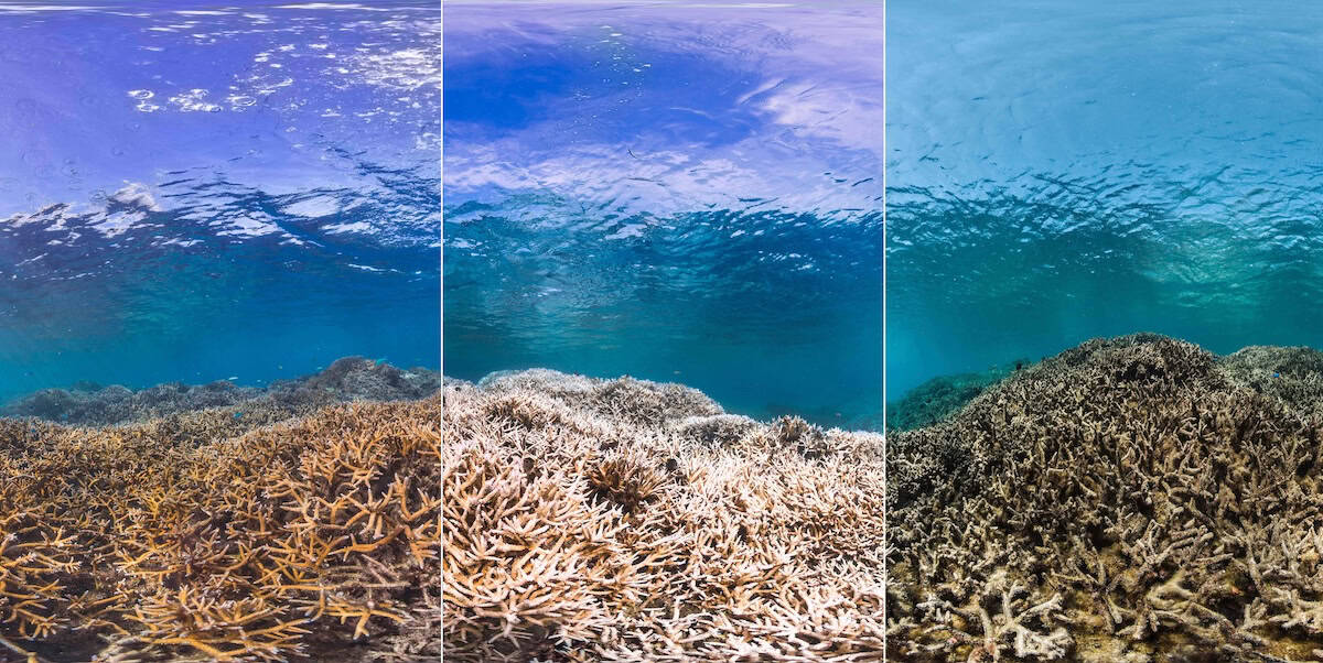 Reef showing before during and after coral bleaching event in American Samoa