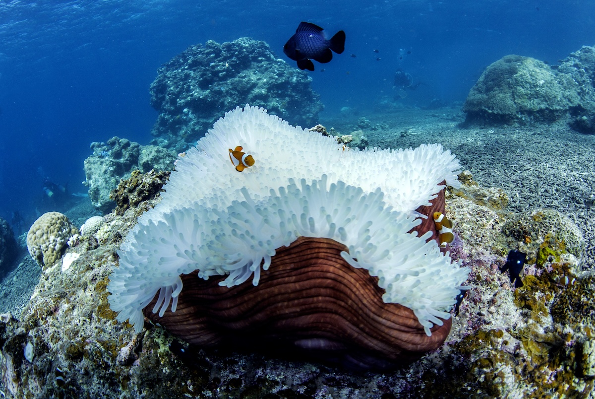 Clownfish swimming around a sea anemone on a coral reef in Okinawa, Japan, before coral bleaching events in 2016.