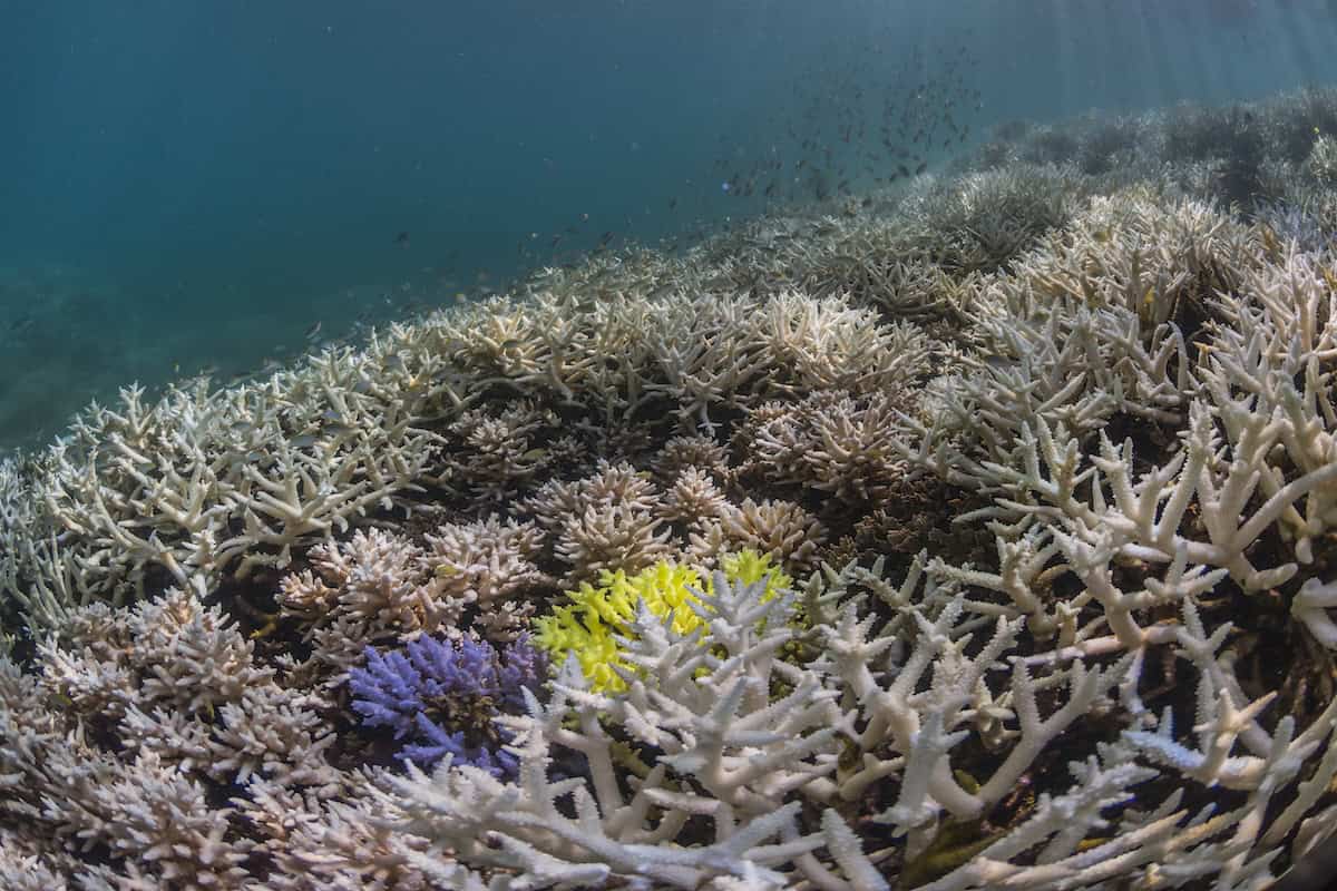 Purple and yellow fluorescing coral (New Caledonia, 2016)