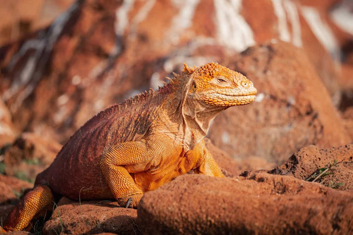 A vibrant orange male Galápagos land iguana basks on volcanic rock amid arid scrubland on North Seymour Island.