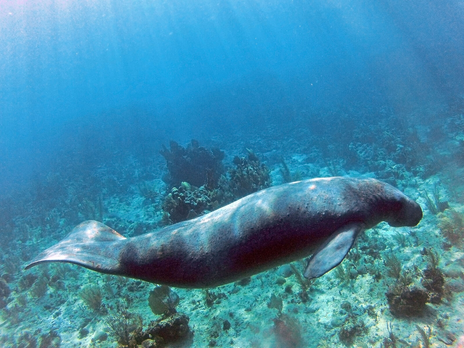 A Antillian manatee glides gracefully through sunlit turquoise waters near colorful coral formations and seagrass in Belize's Turneffe Atoll