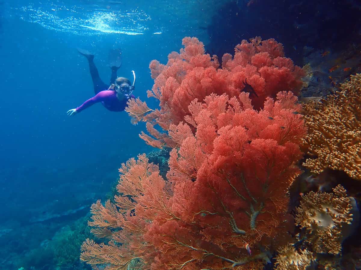 woman snorkeling in indonesia next to giant sea fan