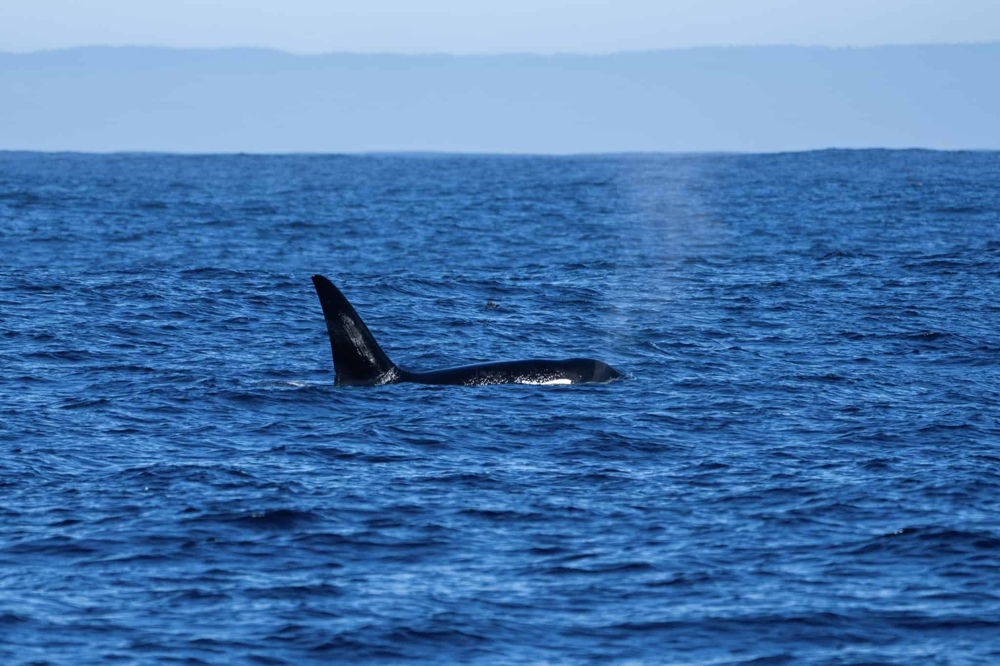 CA212A, a male Bigg’s killer whale, identified by his distinctive dorsal fin, saddle patch, and fluke markings, exhibiting the rare behavior of traveling solo away from a matriline.