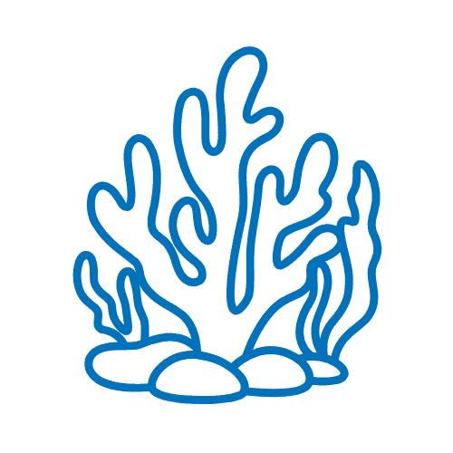 Expedition Impact Program_Coral_Vector