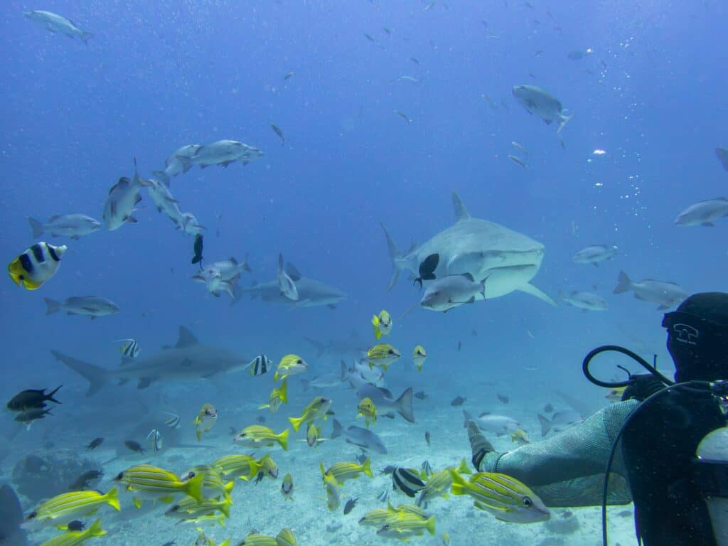 Scuba diver observing tiger and bull sharks at The Cathedral dive site, Beqa Lagoon, Fiji.