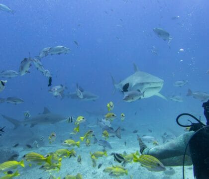 Scuba diver observing tiger and bull sharks at The Cathedral dive site, Beqa Lagoon, Fiji.