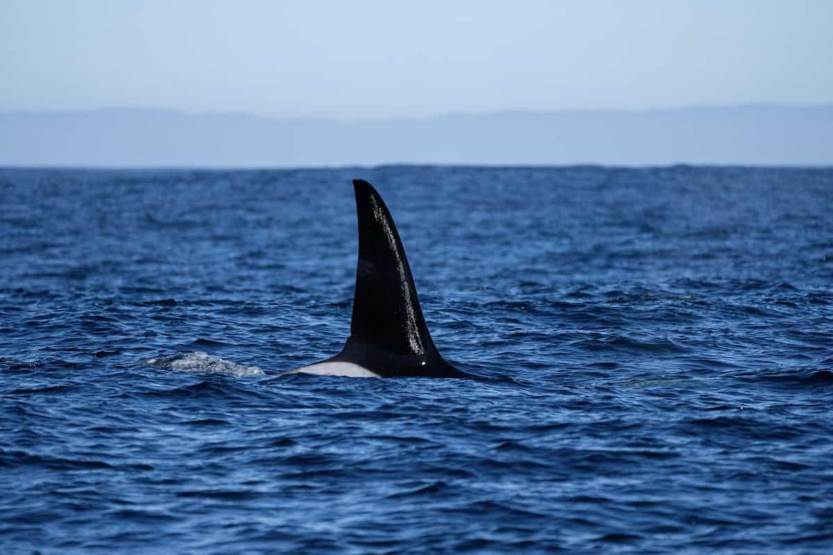 A tall, straight black dorsal fin with subtle white scarring and highlights emerges from rippling blue ocean waters, belonging to CA212A, a massive male Bigg's killer whale. In the background, hazy coastal mountains fade into a clear sky, captured off the Farallon Islands coast during a whale watching expedition.