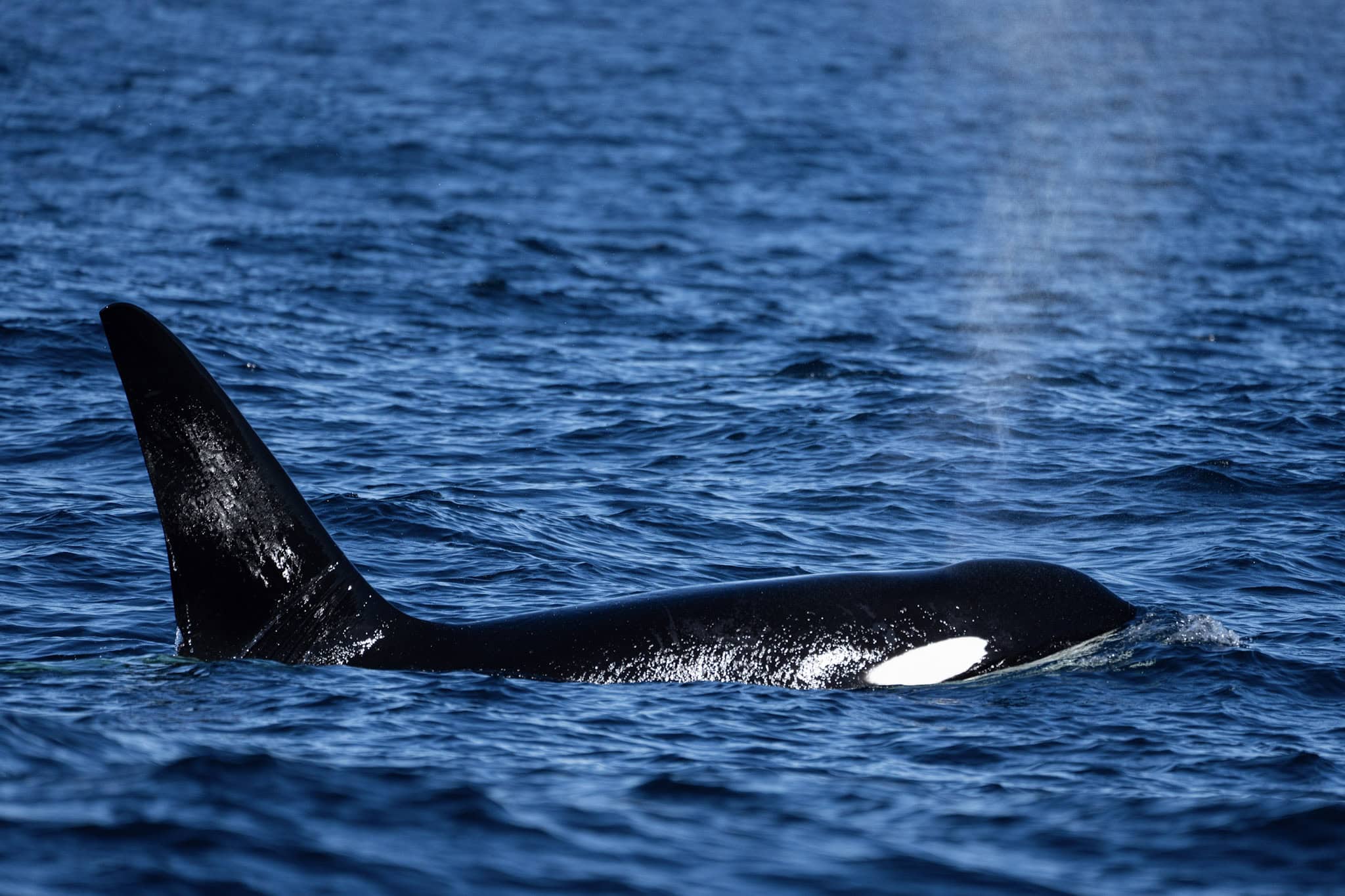 A majestic Bigg's (transient) killer whale surfaces gracefully in the deep blue waters of the Pacific Ocean, its tall, straight dorsal fin slicing through gentle waves, flanked by a distinctive white saddle patch near the tail. A fine mist sprays from its blowhole, catching the light against a hazy horizon, captured during a whale watching expedition off the California coast.