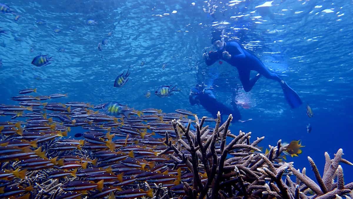 snorkeler at surface in Raja Ampat
