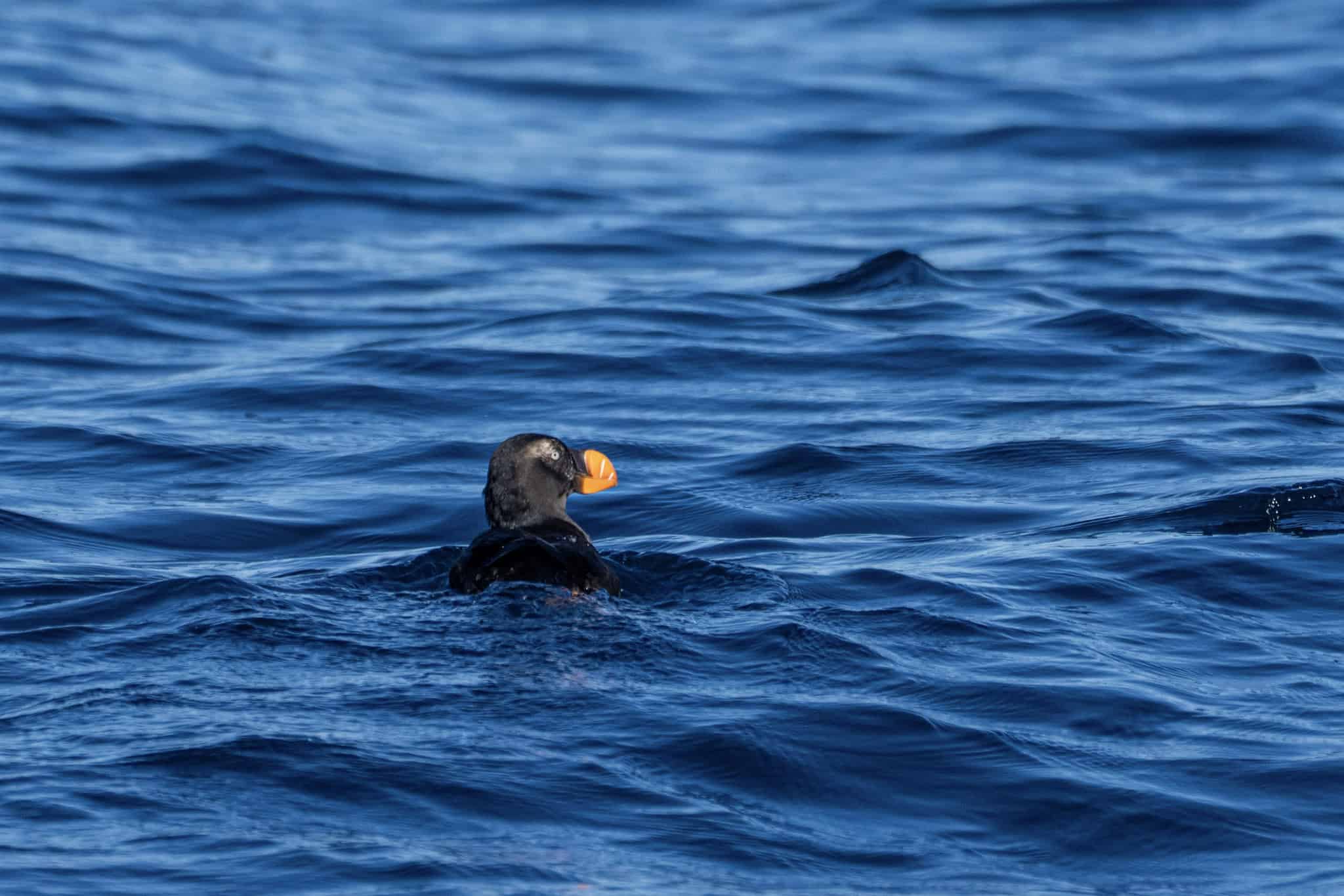 A striking tufted puffin floats serenely on rippling blue ocean waves, its glossy black plumage contrasting with a white facial patch, bright orange beak, and subtle golden tufts atop its head— a rare winter sighting of this charismatic seabird, captured off the Farallon Islands coast.