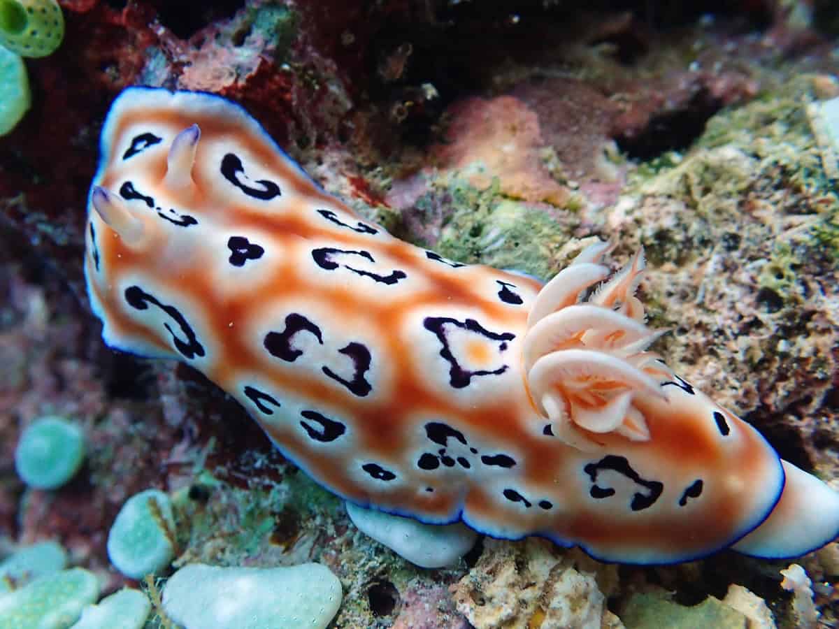 Colorful orange nudibranch in raja ampat