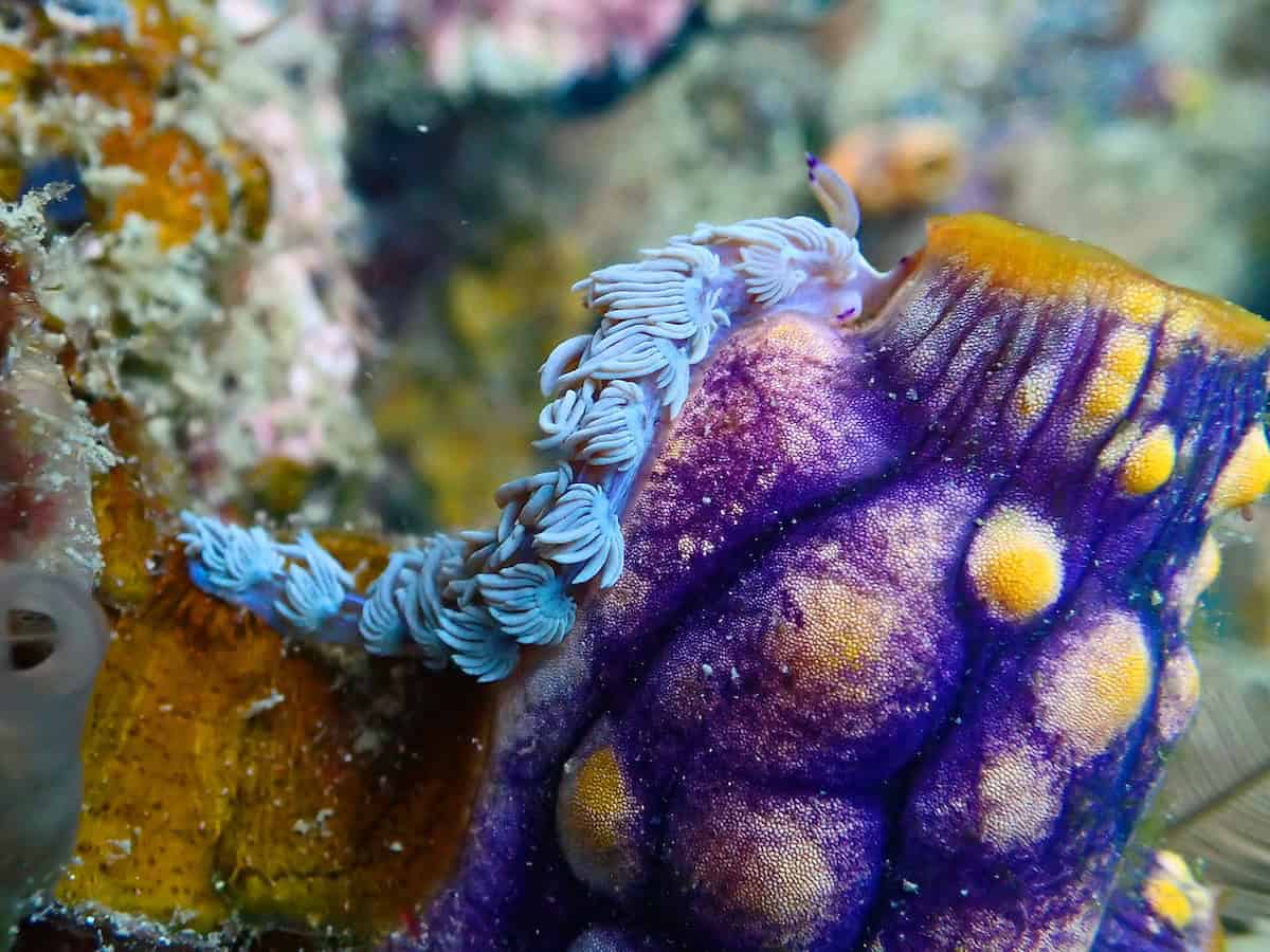 Colorful nudibranch in raja ampat