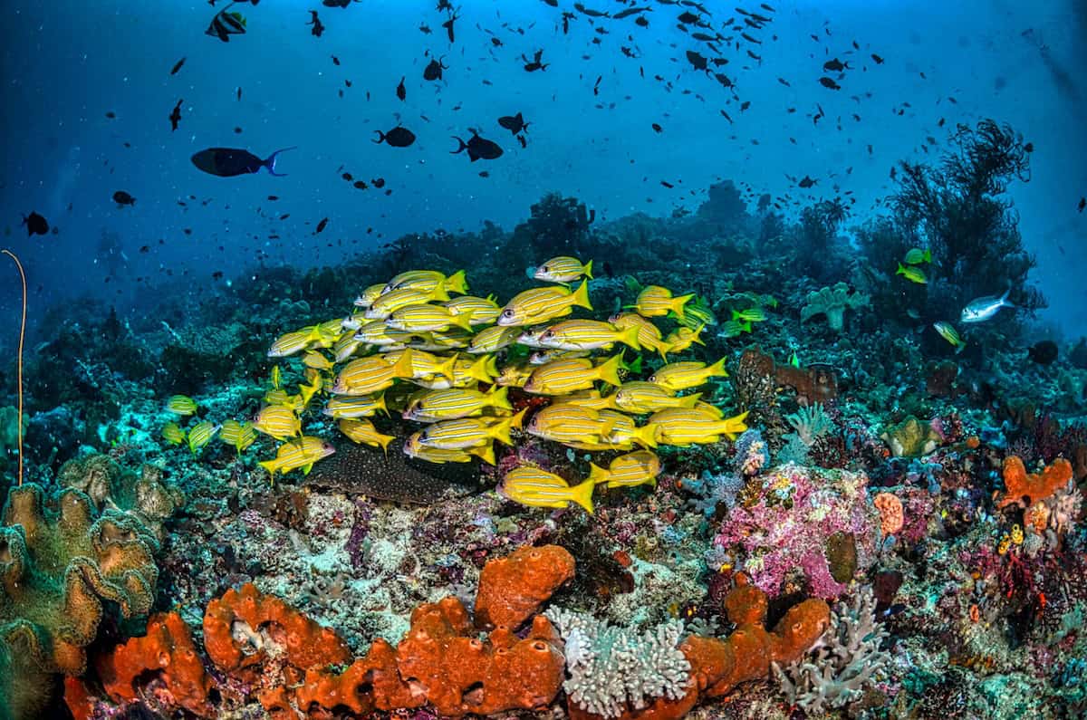Yellow reef fish swimming above coral
