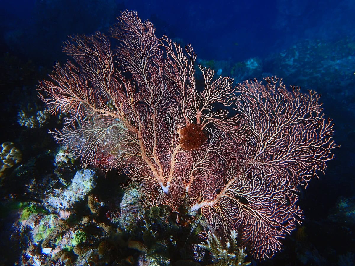 red and orange sea fan